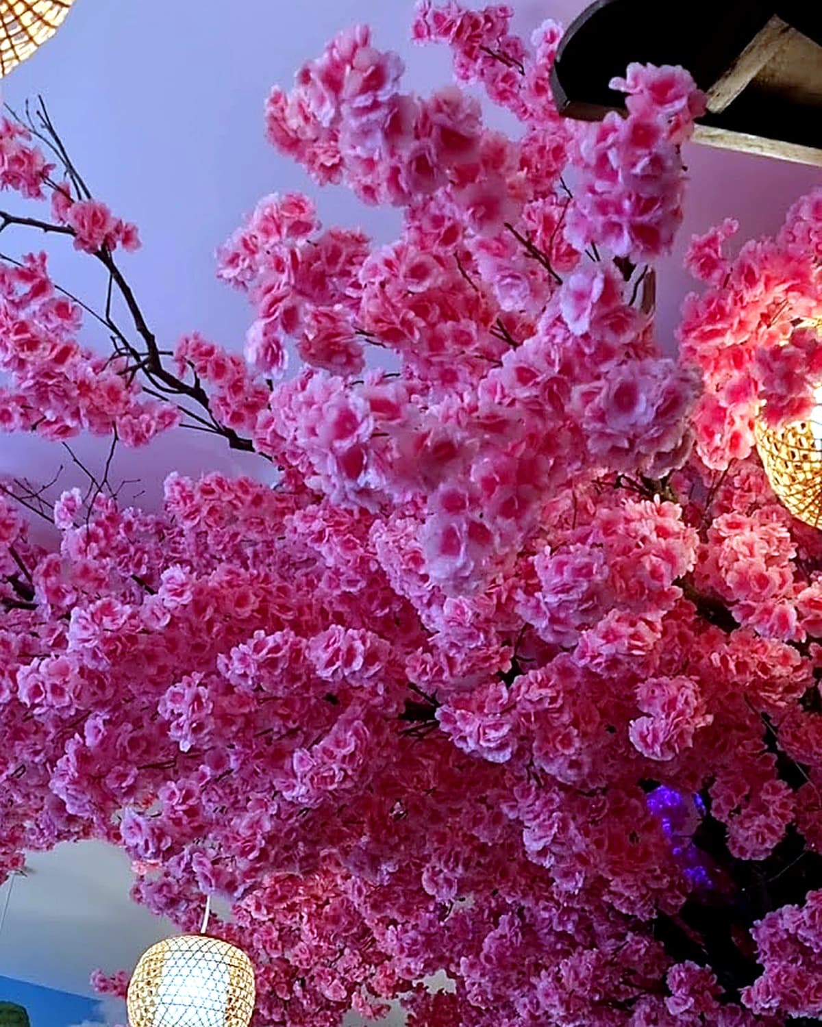 Pho Ta Finchley Road cherry blossom interior